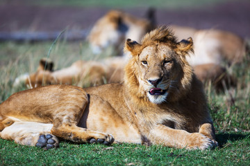 Beautiful Lion in Kenya, Africa