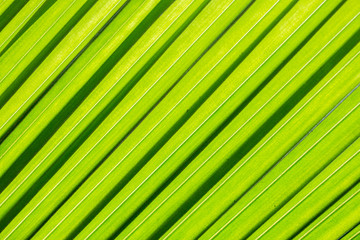  texture closeup coconut leaves