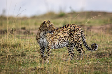 A female leopard roaming around the savannah in Kenya, Africa