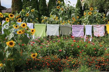 Sonnenblumen und Wäscheleine
