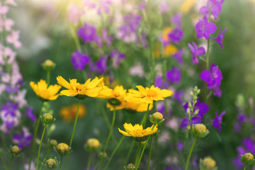 Fototapeta premium flowers in a field