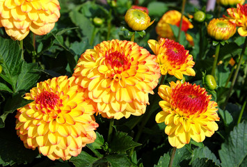 Dahliengarten