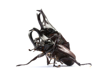Rhinoceros beetle fighting on a white background.
