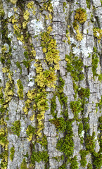 Obraz premium oak wood bark with moss texture