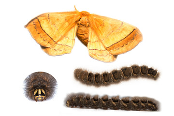 Eupterotidae moth and caterpillar