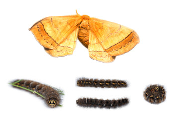 Eupterotidae moth and caterpillar