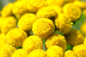 Flowers of the tanacetum.