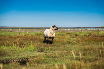 Schafe an der Nordsee