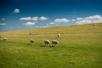 Schafe an der Nordsee
