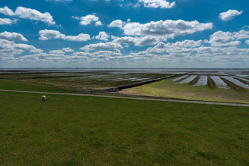 Naklejka premium Watt der Nordsee