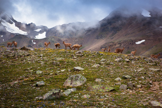 goats grazing in the mountains