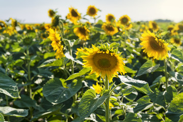 Fototapeta premium Beautiful sunflowers field