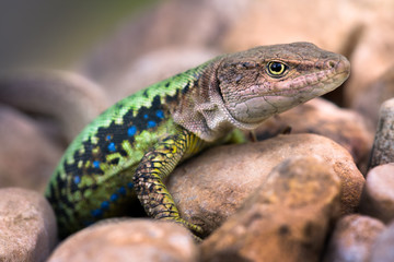 Lizard on the rocks.