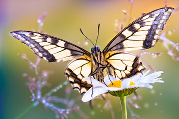 Obraz na płótnie Canvas close-up of a butterfly on a flower