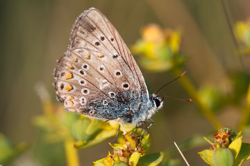 Lycaenidae butterfly on a flower