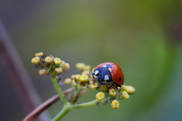 Ladybug sitting on a flowers