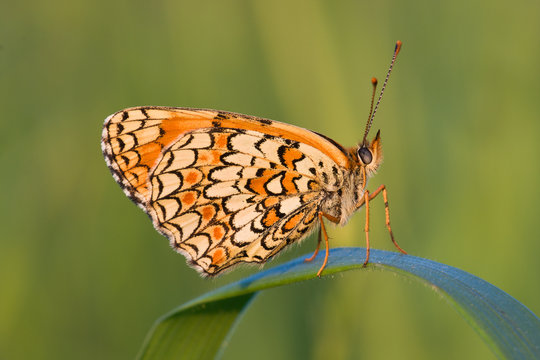 orange butterfly on the green grass