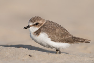 Kentish plover on the beach