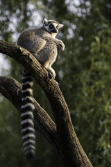 The Pensive Lemur