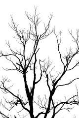 Branch tree
