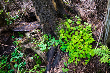 Rotten tree with many green plants