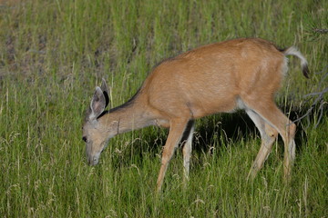 Biche, Yellowstone