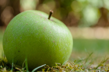 Herbstlicher Apfel grün