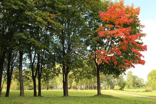 деревья в начале осени