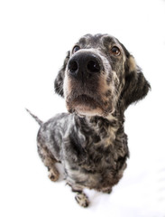 funny dog in a wide lens, english setter 
