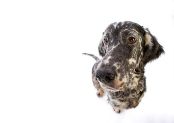 funny dog in a wide lens, english setter 
