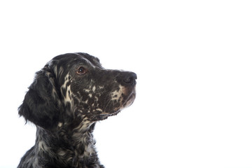 dog portrait, English setter
