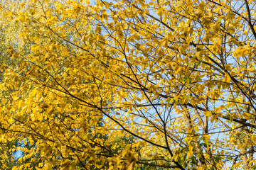 yellowed autumn leaves