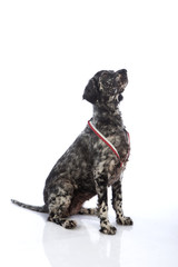 dog portrait, English setter
