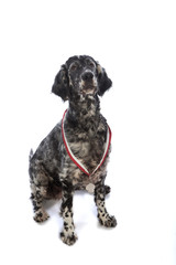 dog portrait, English setter
