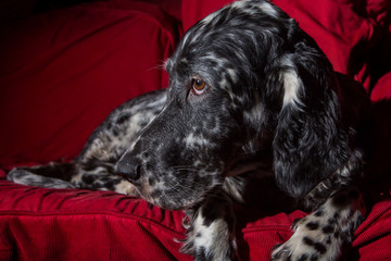 dog is resting on the couch
