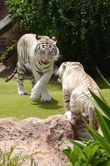 Biały tygrys w Loro Park na Teneryfie - obrazy, fototapety, plakaty