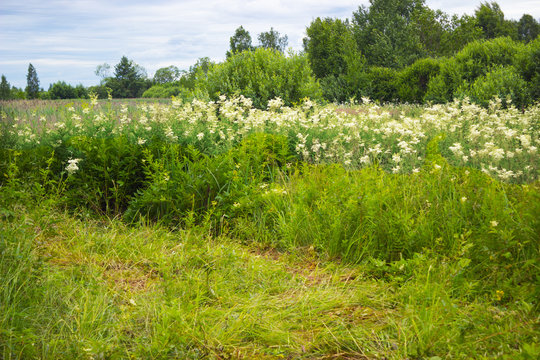 Thickets Of Meadowsweet