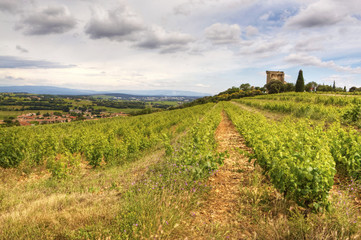 Fototapeta na wymiar A vineyard in the Châteauneuf-du-Pape wine region of France