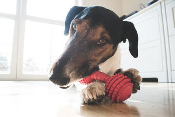 Playful and cute terrier dog chewing a toy at home
