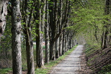Obraz premium Waldweg im Frühling