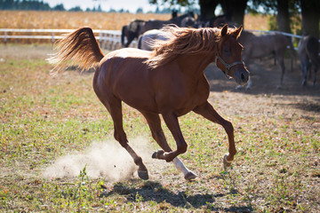 Gallop arabian horse