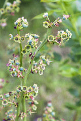 Canadian Wild Blueberry