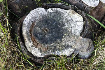 Wood stump