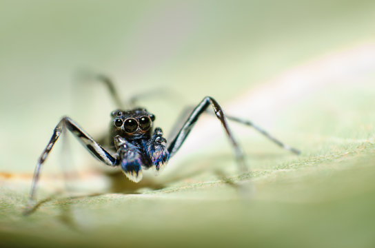 Phintella Jumping Spider