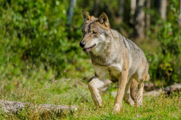 Naklejka na ściany i meble Lone Grey wolf (Canis lupus) in natural habitat