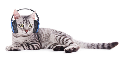 Beautiful cat with headphones isolated on white
