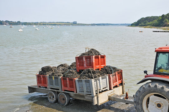 Penestin, raccolta cozze al porto di Trehiguier - Bretagna