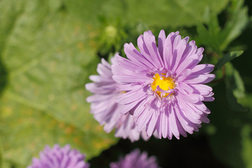 Obraz premium Blühende Aster
