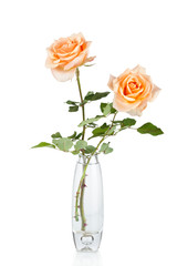 Rose in Vase isolated over white