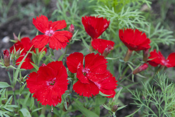 Obraz na płótnie Canvas Red flowers